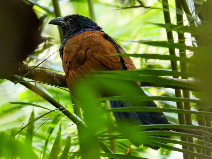 Short-toed Coucal