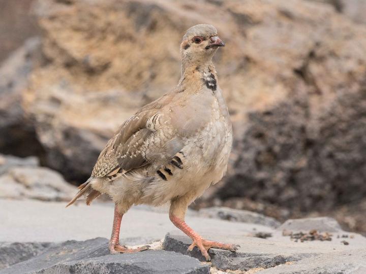 Chukar Partridge