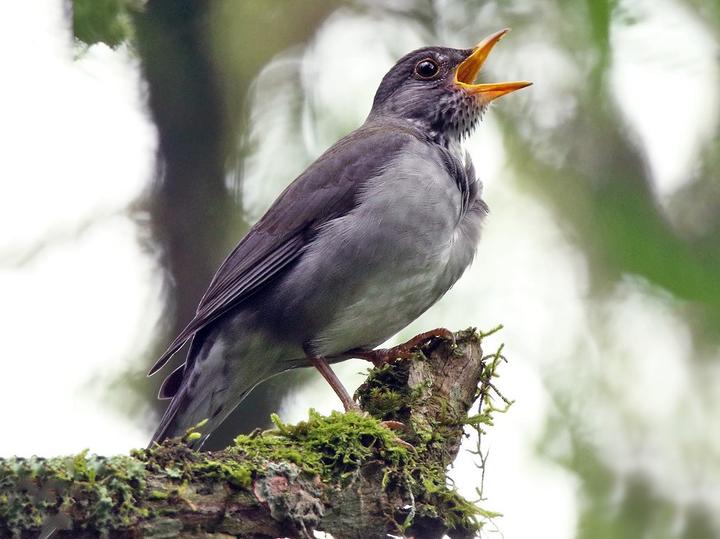 Blacksmith Thrush