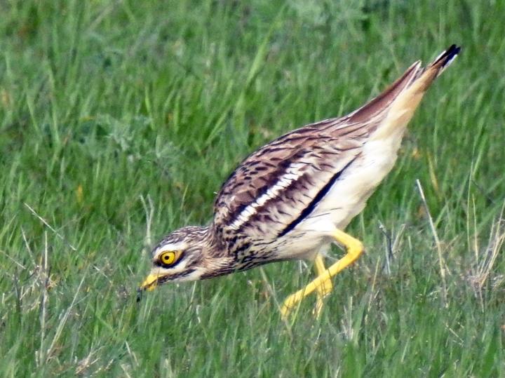 Eurasian Stone-curlew
