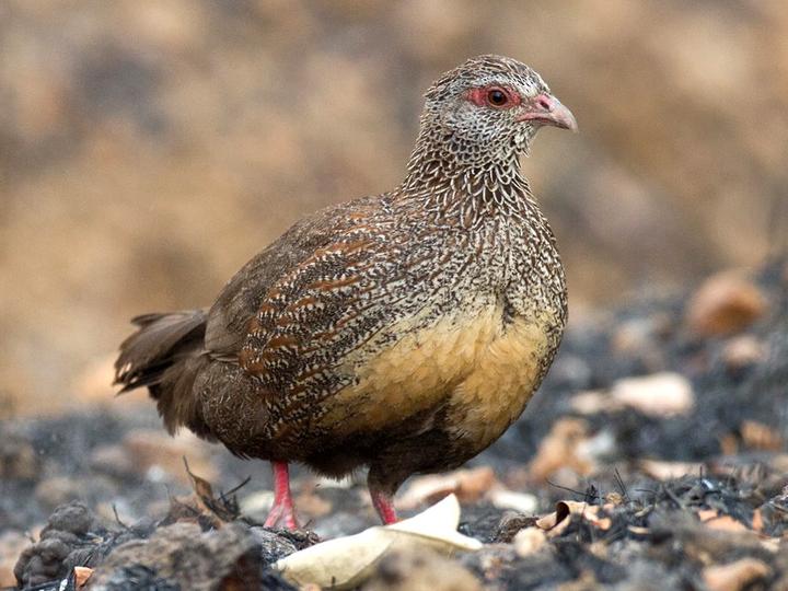 Stone Partridge