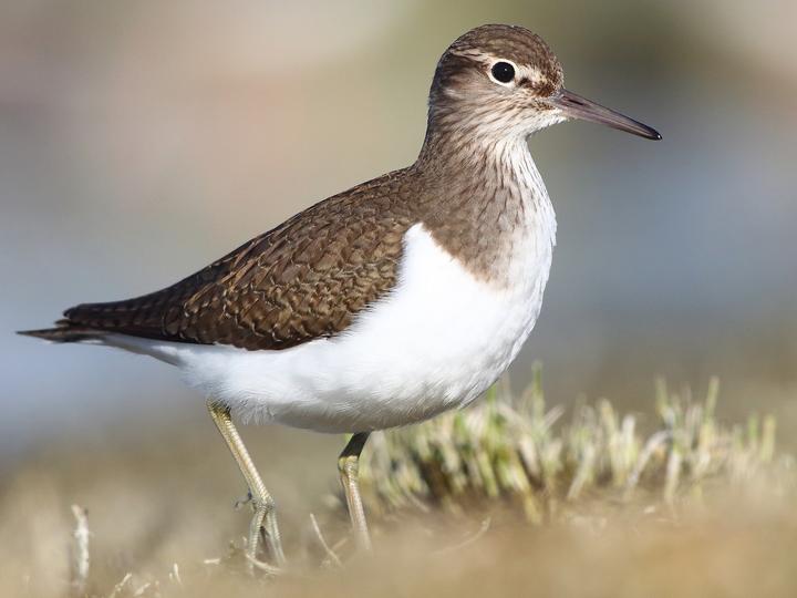 Common Sandpiper