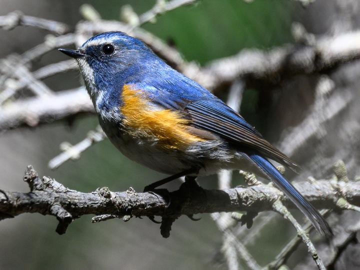 Qilian Bluetail