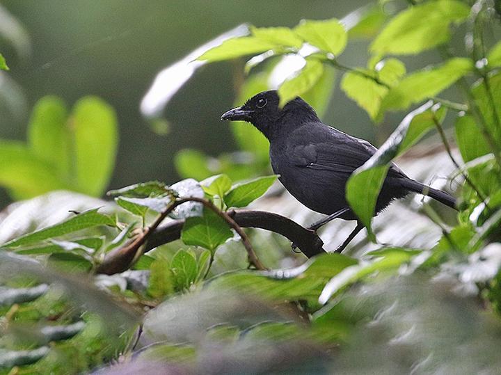 Fülleborn's Boubou
