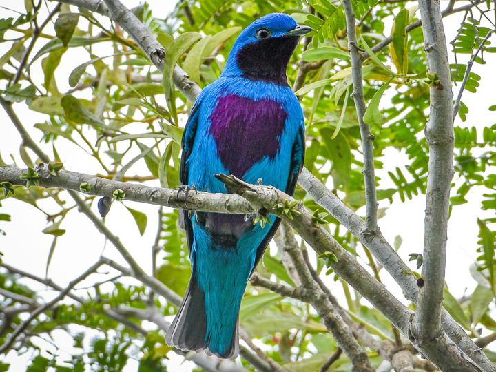 Lovely Cotinga