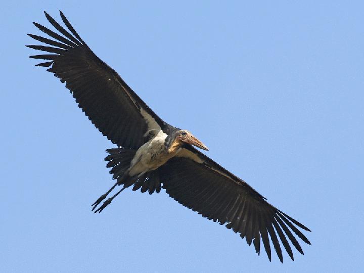 Lesser Adjutant
