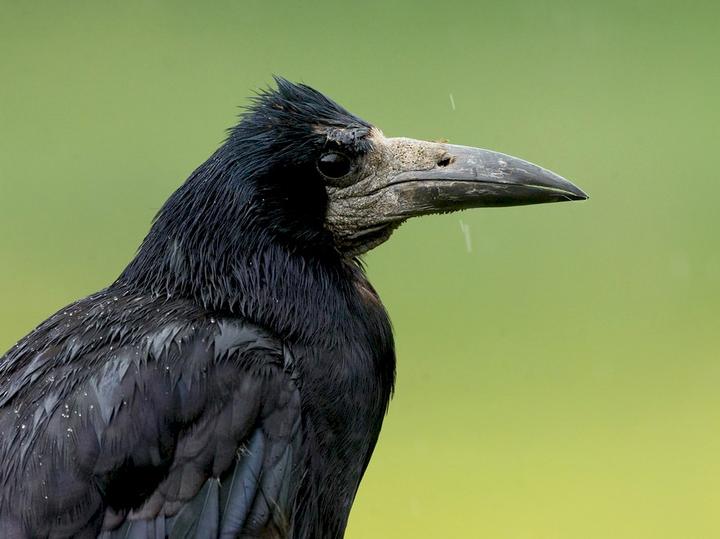 Rook