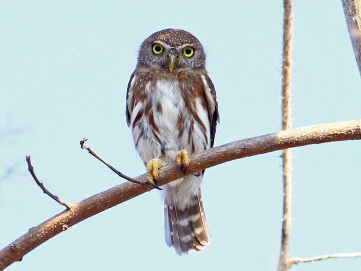 Colima Pygmy Owl