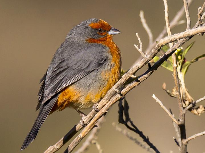 Cochabamba Mountain Finch