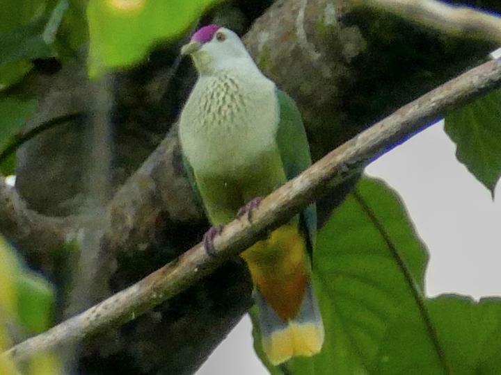 Kosrae Fruit Dove