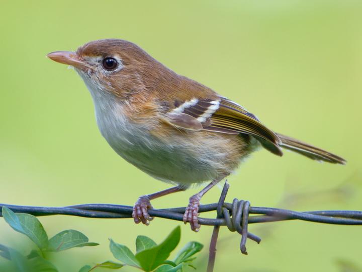 Cozumel Vireo