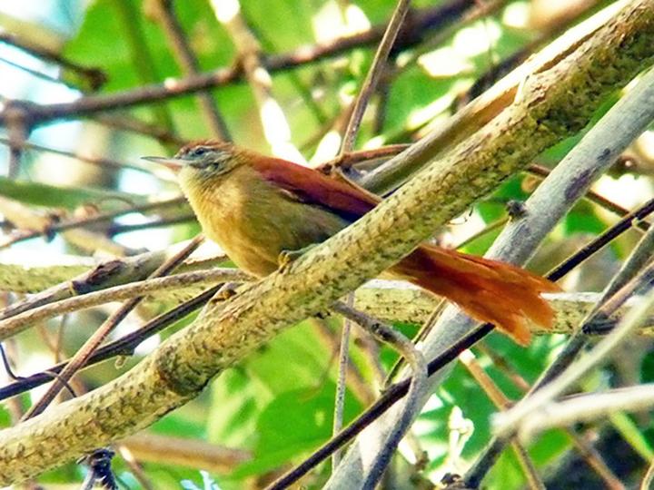 Coiba Spinetail