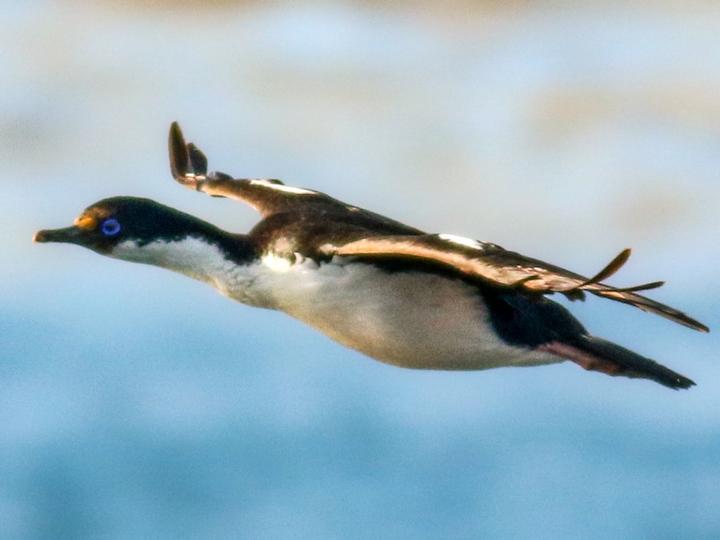 Crozet Shag