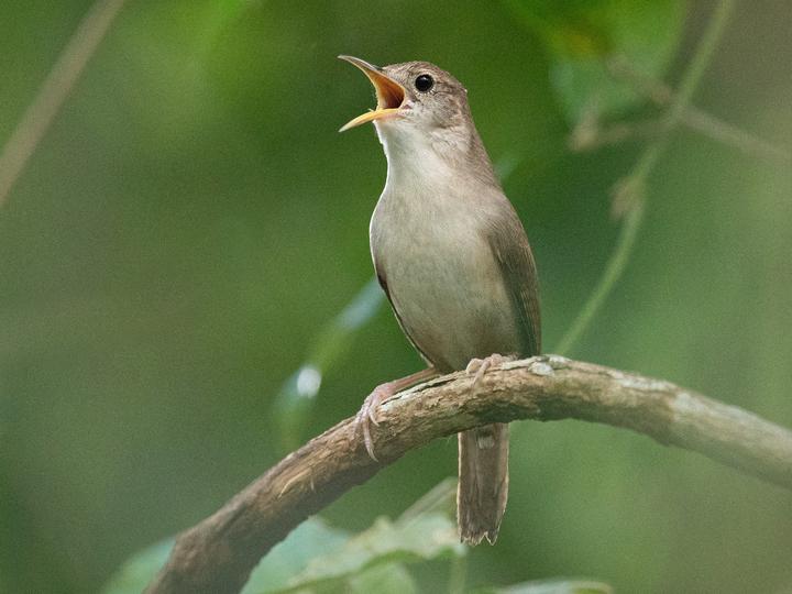 Cozumel Wren