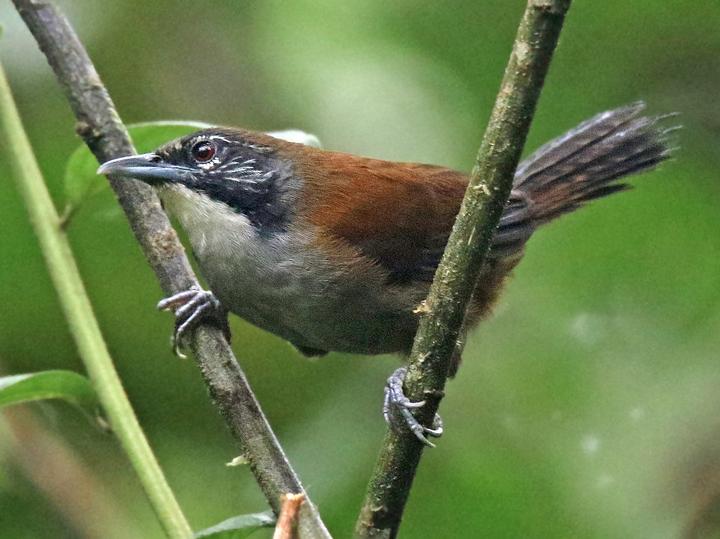 Coraya Wren