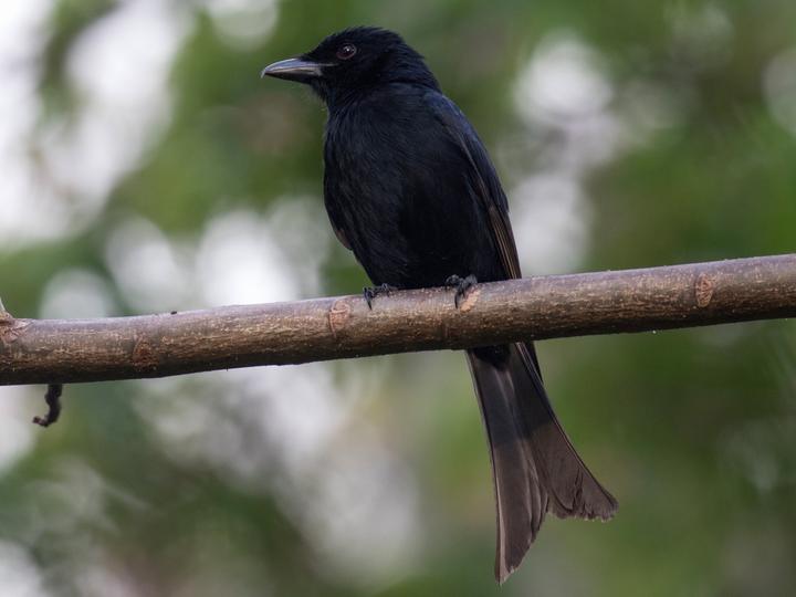 Grande Comore Drongo