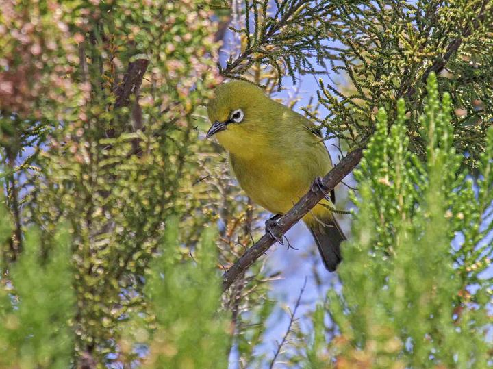 Karthala White-eye