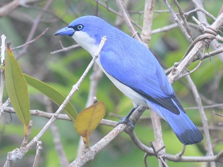 Comoro Blue Vanga