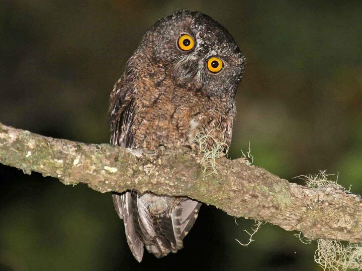 Karthala Scops Owl