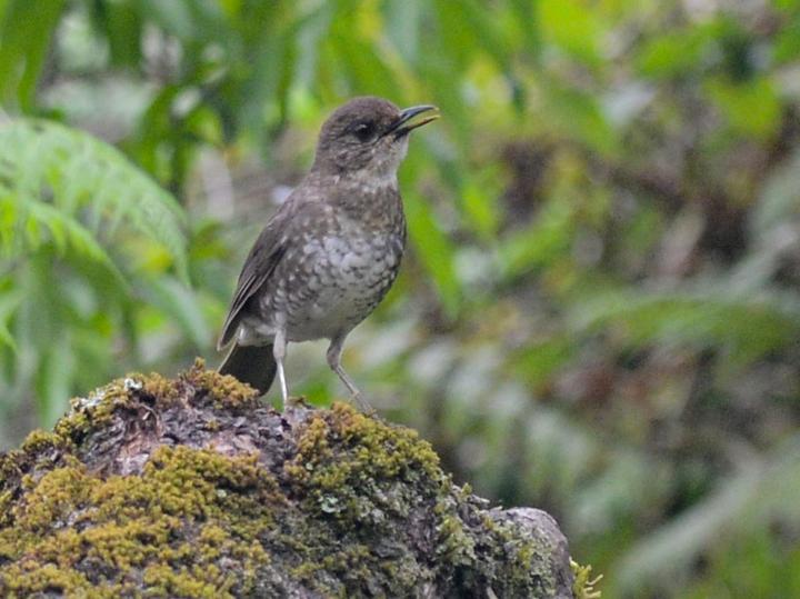 Comoro Thrush