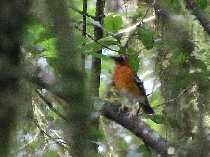 Crossley's Ground Thrush