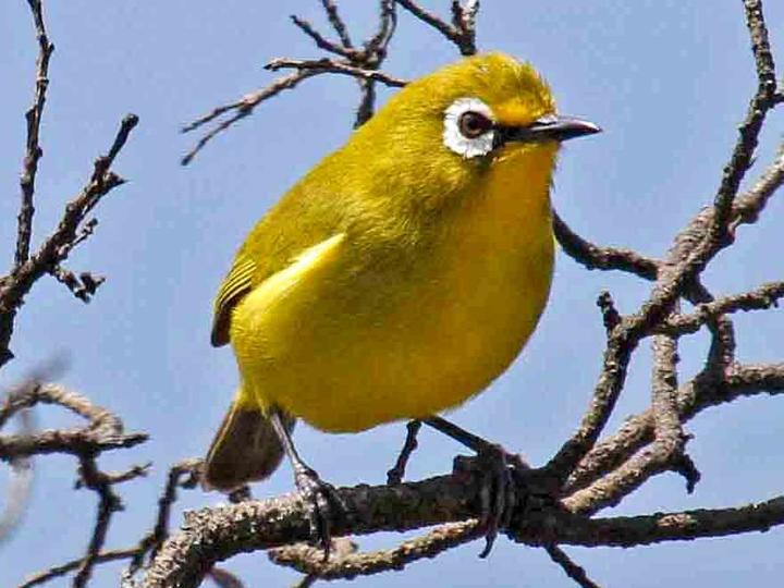 Kirk's White-eye