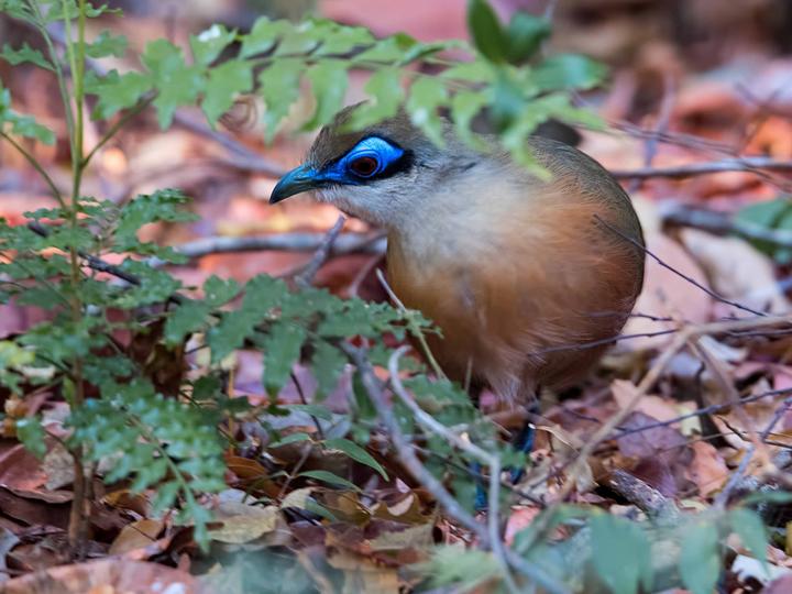 Coquerel's Coua