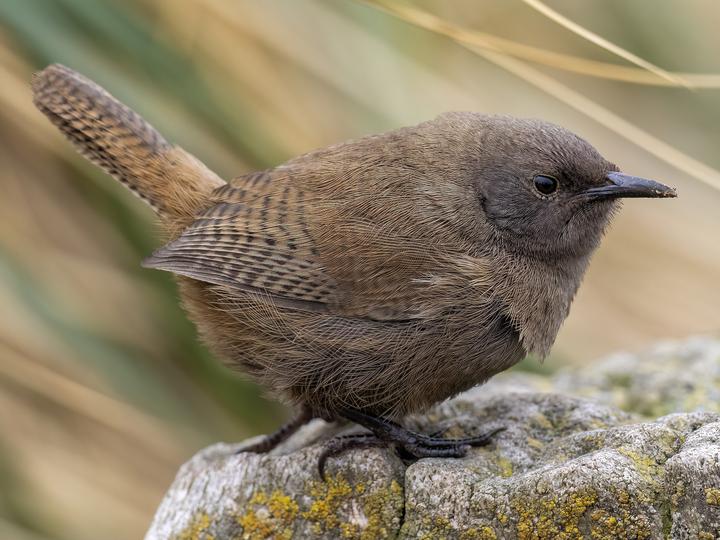 Cobb's Wren