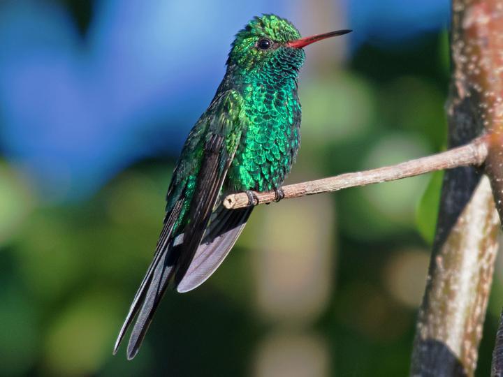 Cozumel Emerald