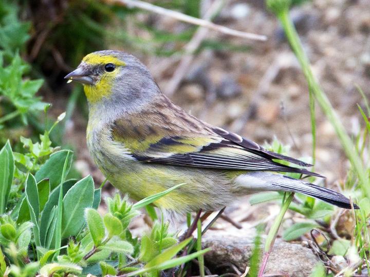 Corsican Finch