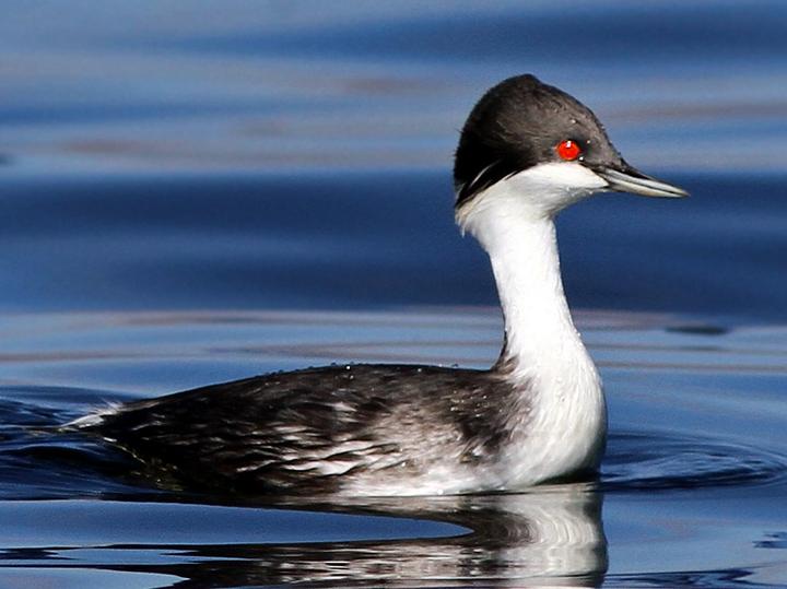 Junin Grebe