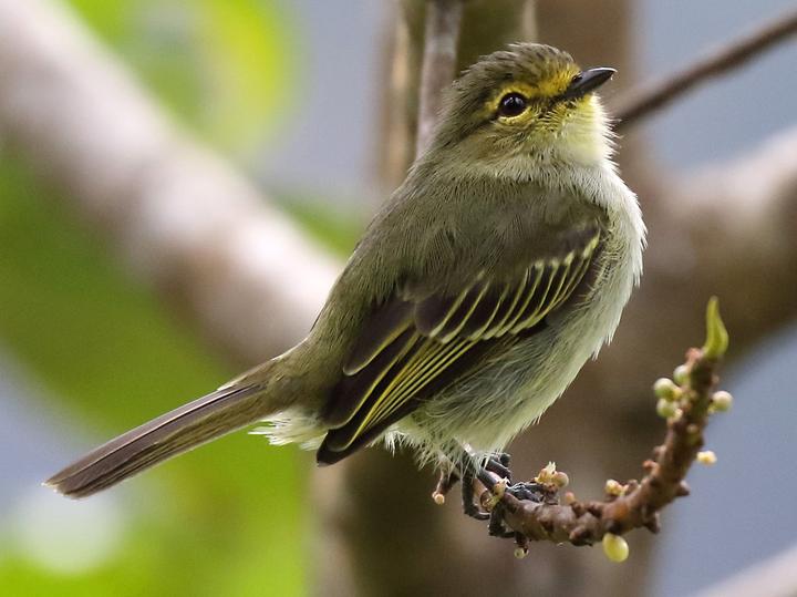 Peruvian Tyrannulet