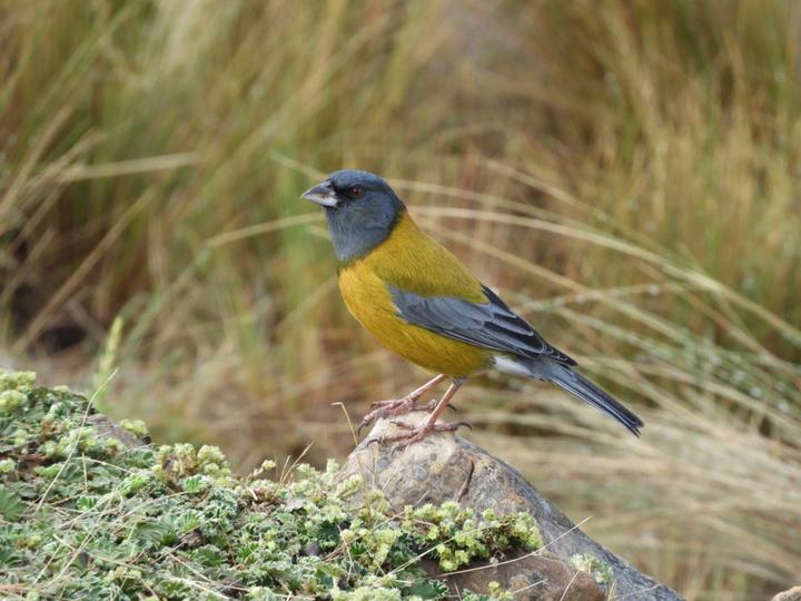 Peruvian Sierra Finch