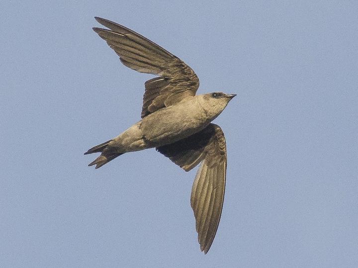 Peruvian Martin