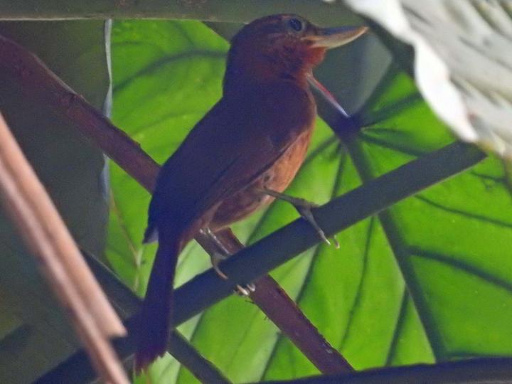 Peruvian Recurvebill