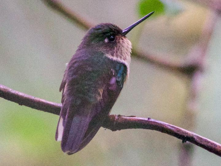 Peruvian Piedtail