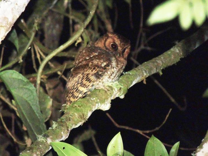 Cloud-forest Screech Owl
