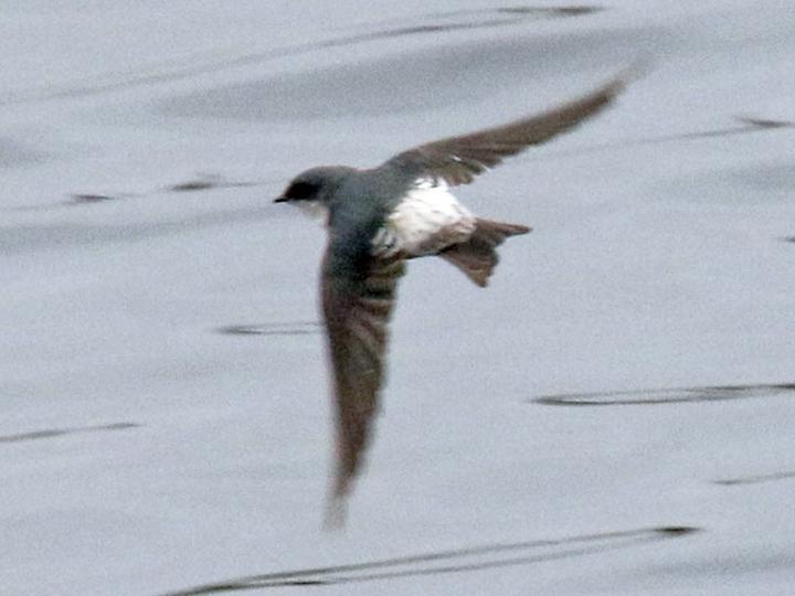 Tumbes Swallow