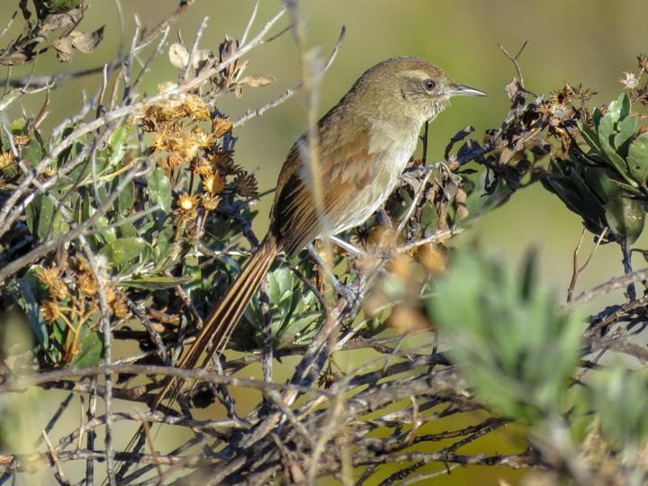 Perija Thistletail