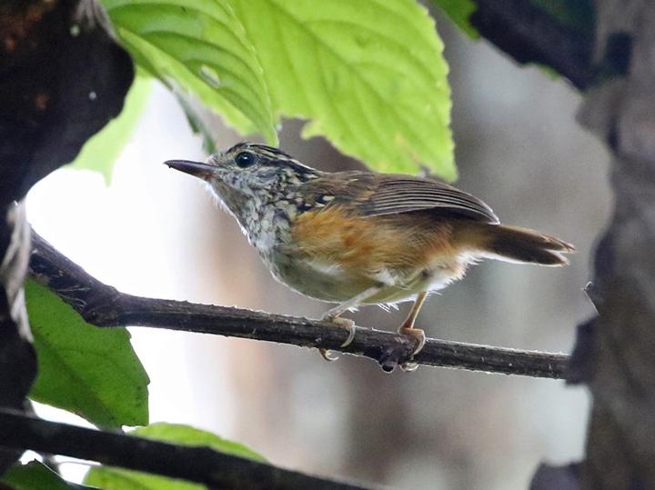 Peruvian Warbling Antbird