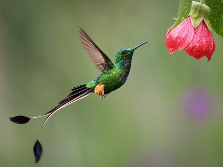 Peruvian Racket-tail