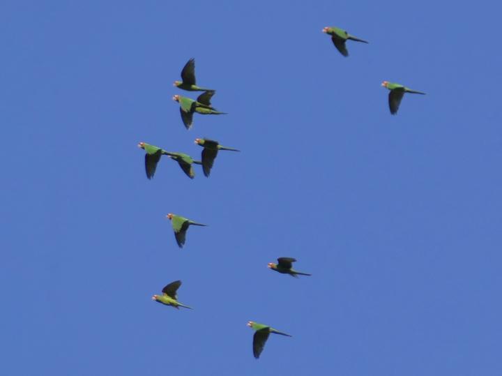 Cordilleran Parakeet