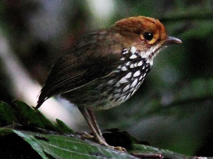 Peruvian Antpitta