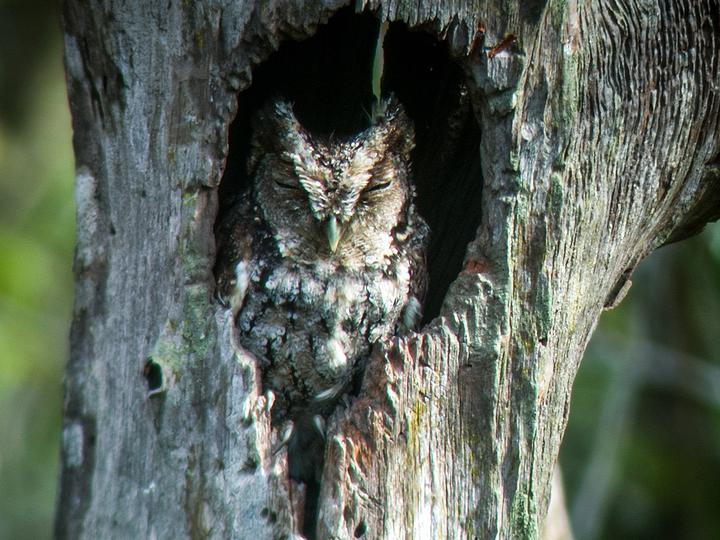 West Peruvian Screech Owl