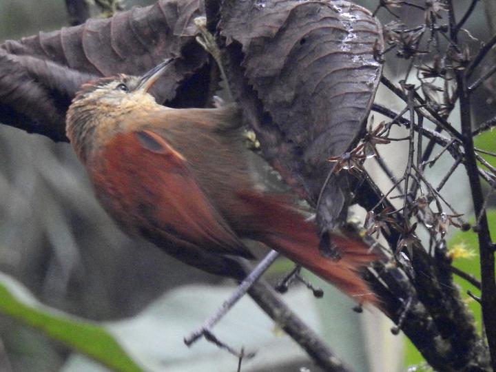 Marcapata Spinetail