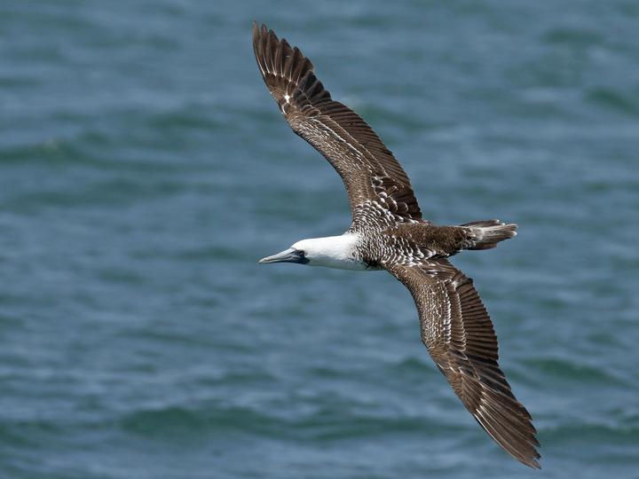 Peruvian Booby