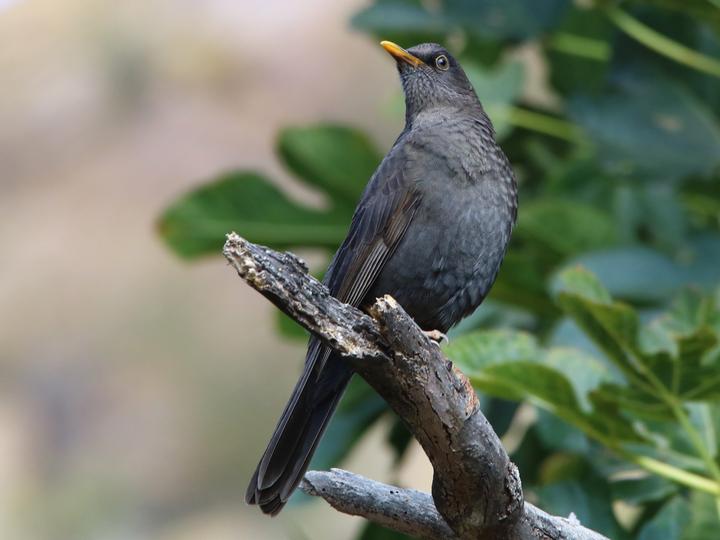Chiguanco Thrush
