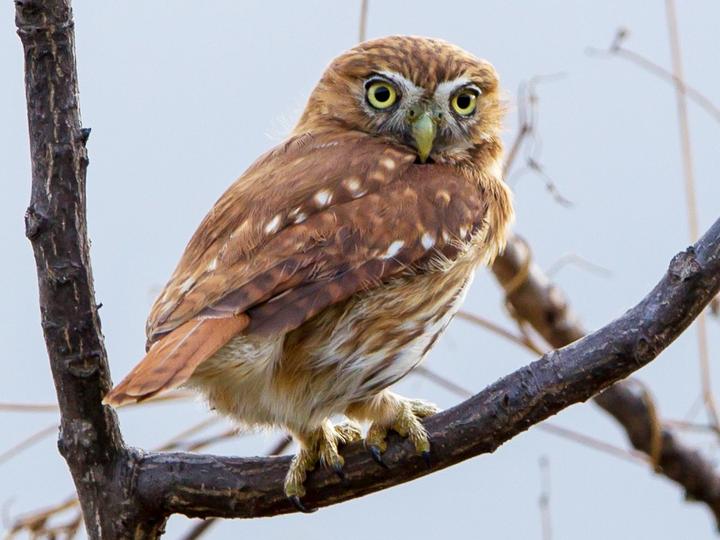 Pacific Pygmy Owl