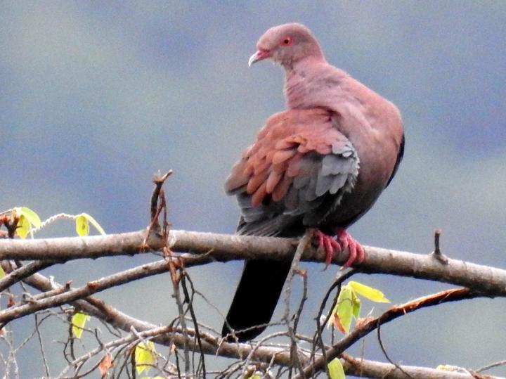 Maranon Pigeon
