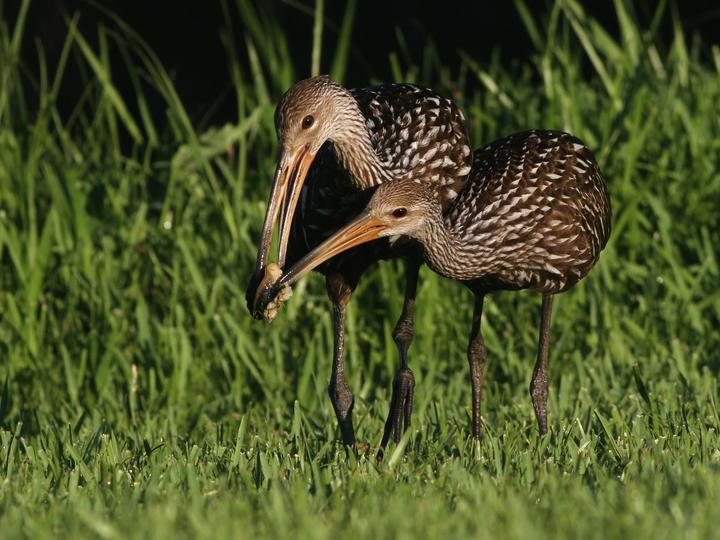 Limpkin